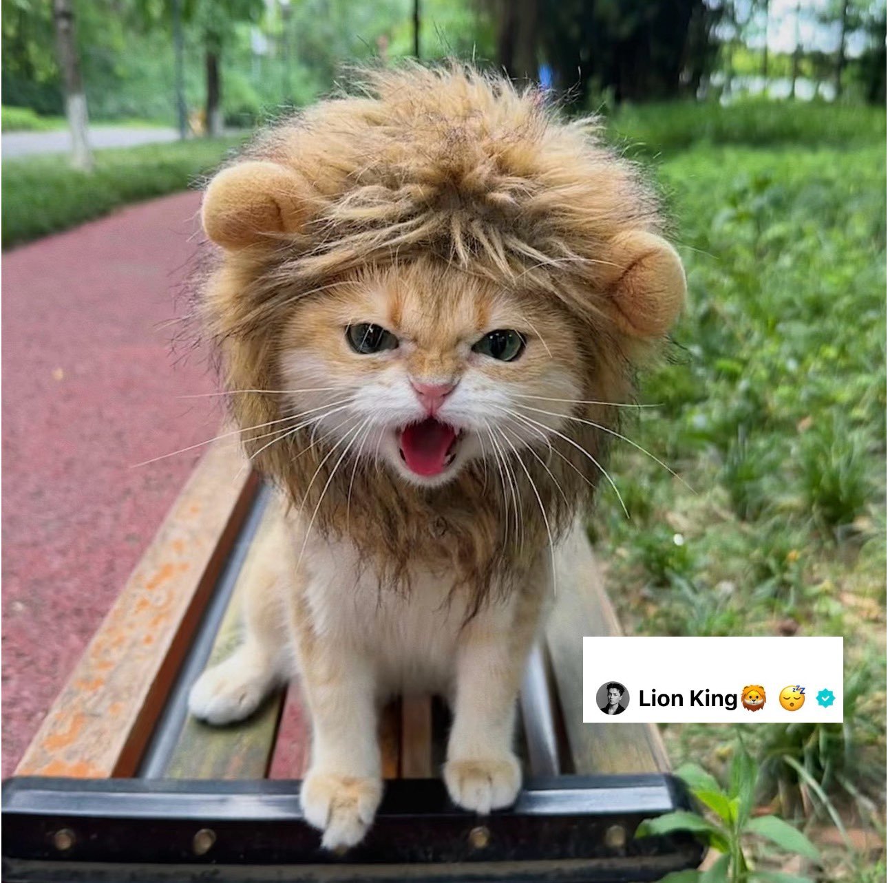 【🐈⬛】嗷呜🦁cr.ZDJ0420 