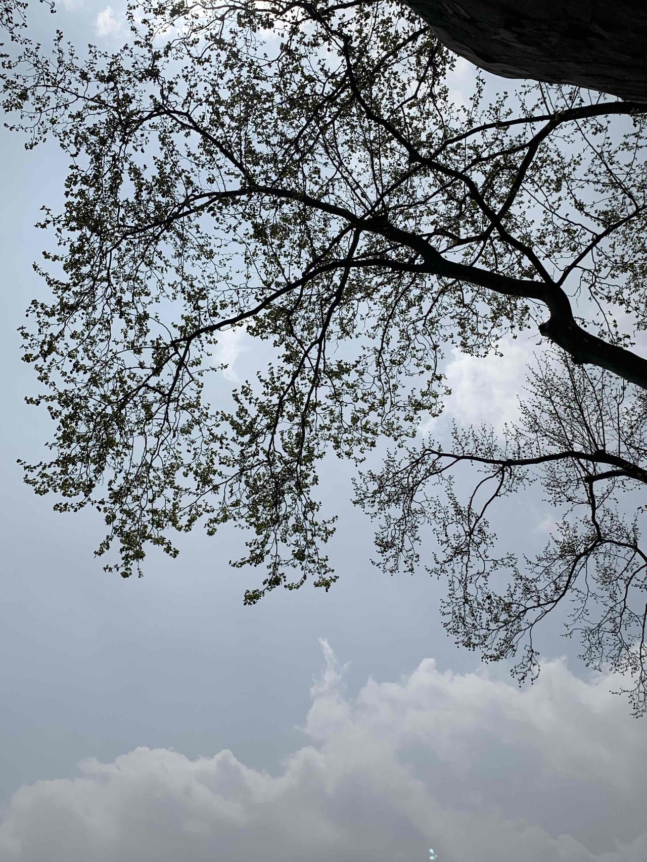 下班回家路上偶遇可爱狗狗，那感觉就像疲惫生活里的一颗糖。之前我也有过这样的经历，