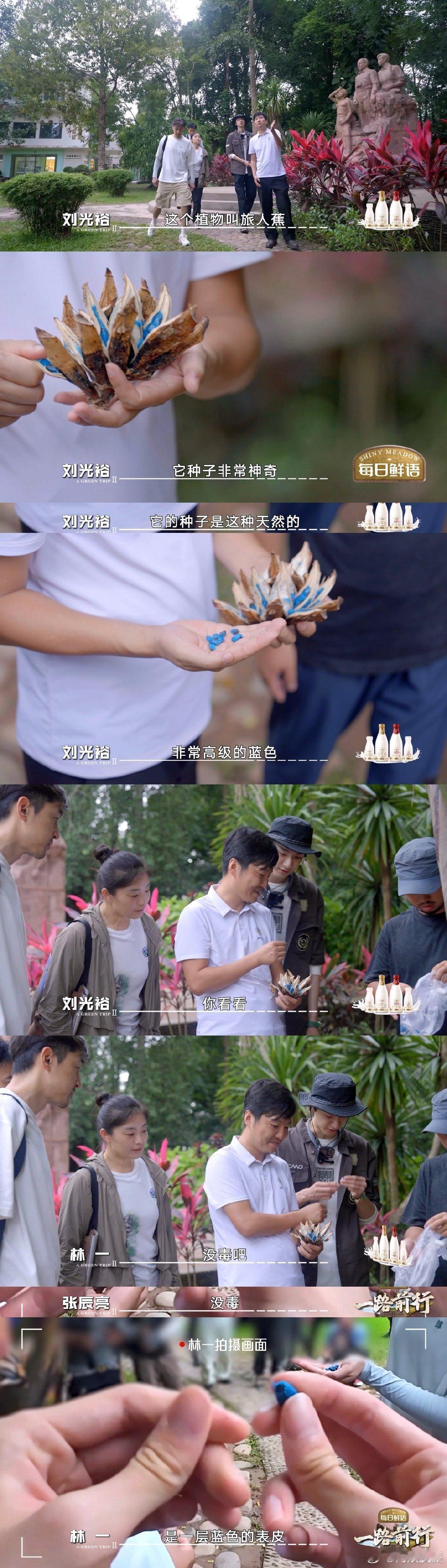 林一开口就是名场面  竹节虫交配为什么是静止的？巨拟叶螽为什么是腹式呼吸？龙血树