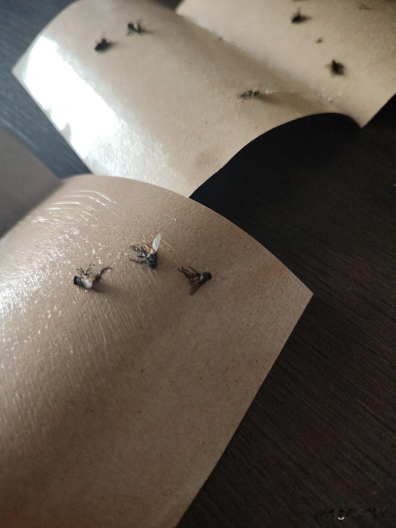 我就静静的看着你，
每天飞飞飞，
看你今天还能飞上天不？
可恶，
一打开门，
只
