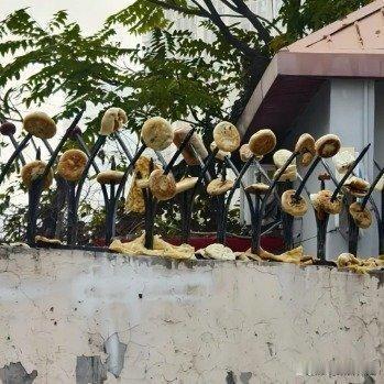 天津一小区围墙竟成“食物标本架”，大爷为何将烧饼馒头插在防盗刺上？
天津某小区围