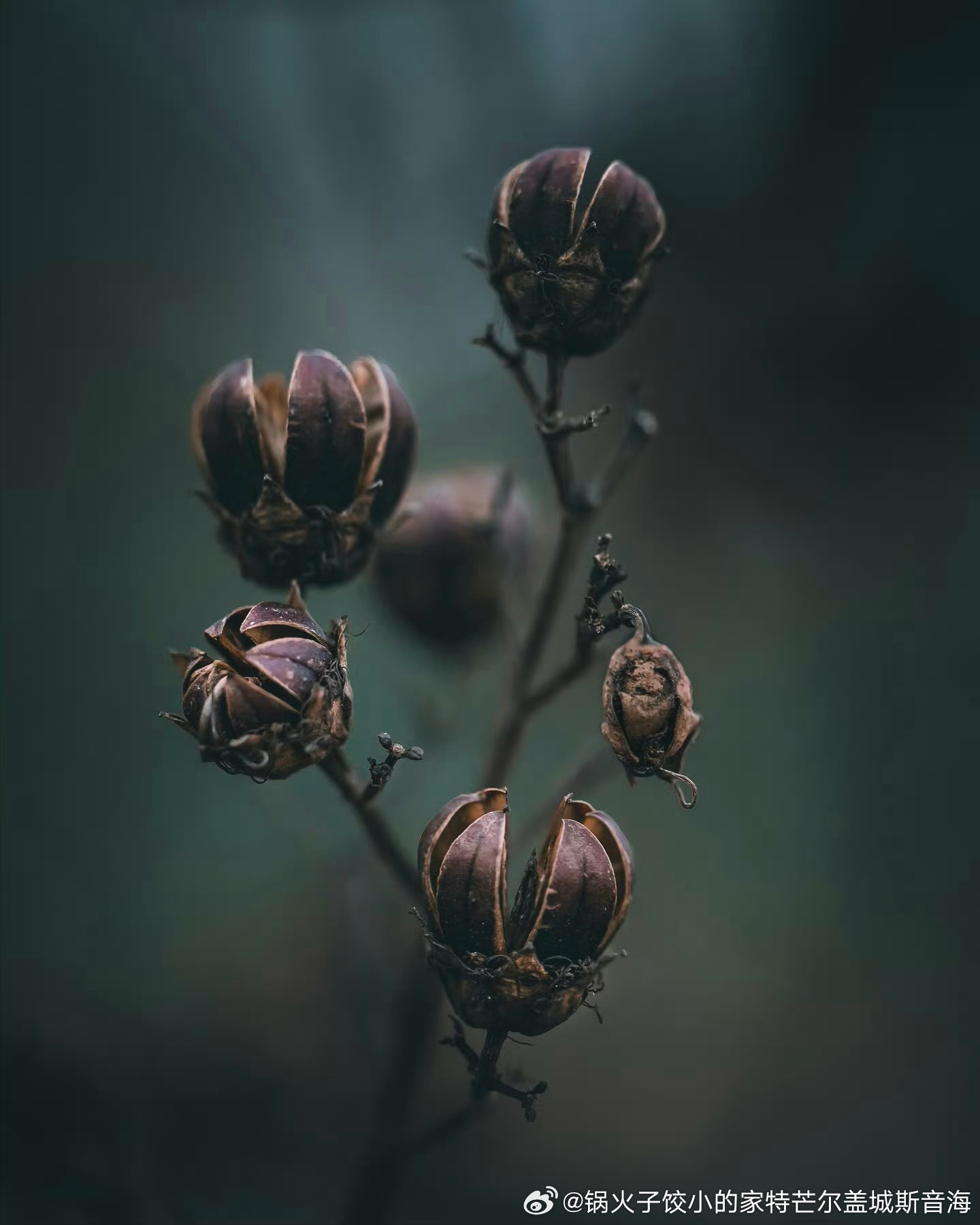 紫薇花色彩艳丽、如绉纸般轻盈的花朵，在冬日里只剩下回忆。  长春·吴中天玺