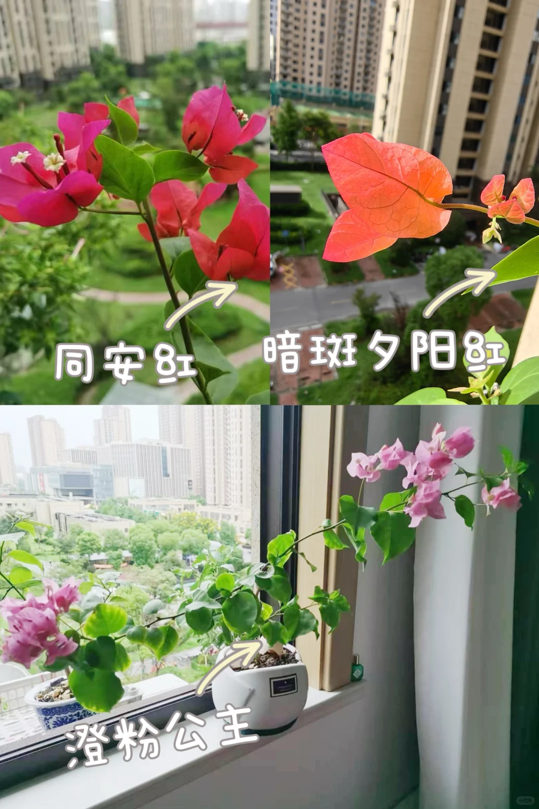 入坑三角梅，想看看大家种的三角梅