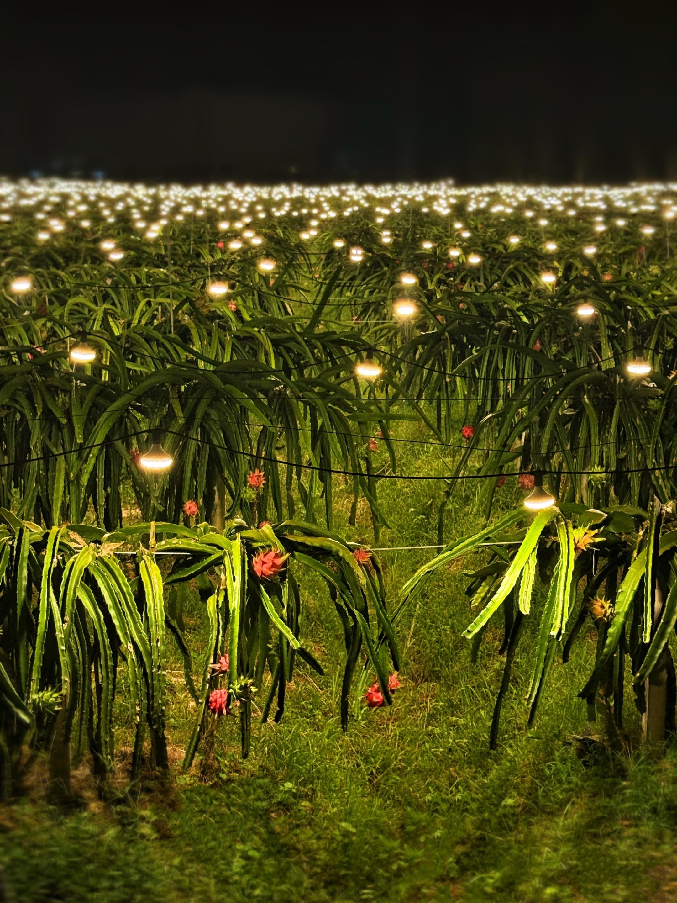 月亮不睡，火龙果也不睡。