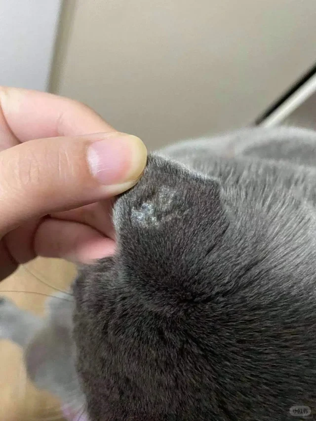 如何初步判断猫咪是否得了猫藓