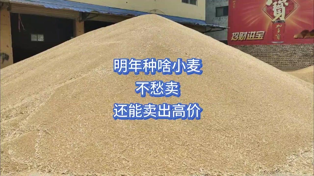 种啥小麦能高价不愁卖？🌾普通小麦遇冷，发芽霉变的甚至1.05元都难卖，常规普麦