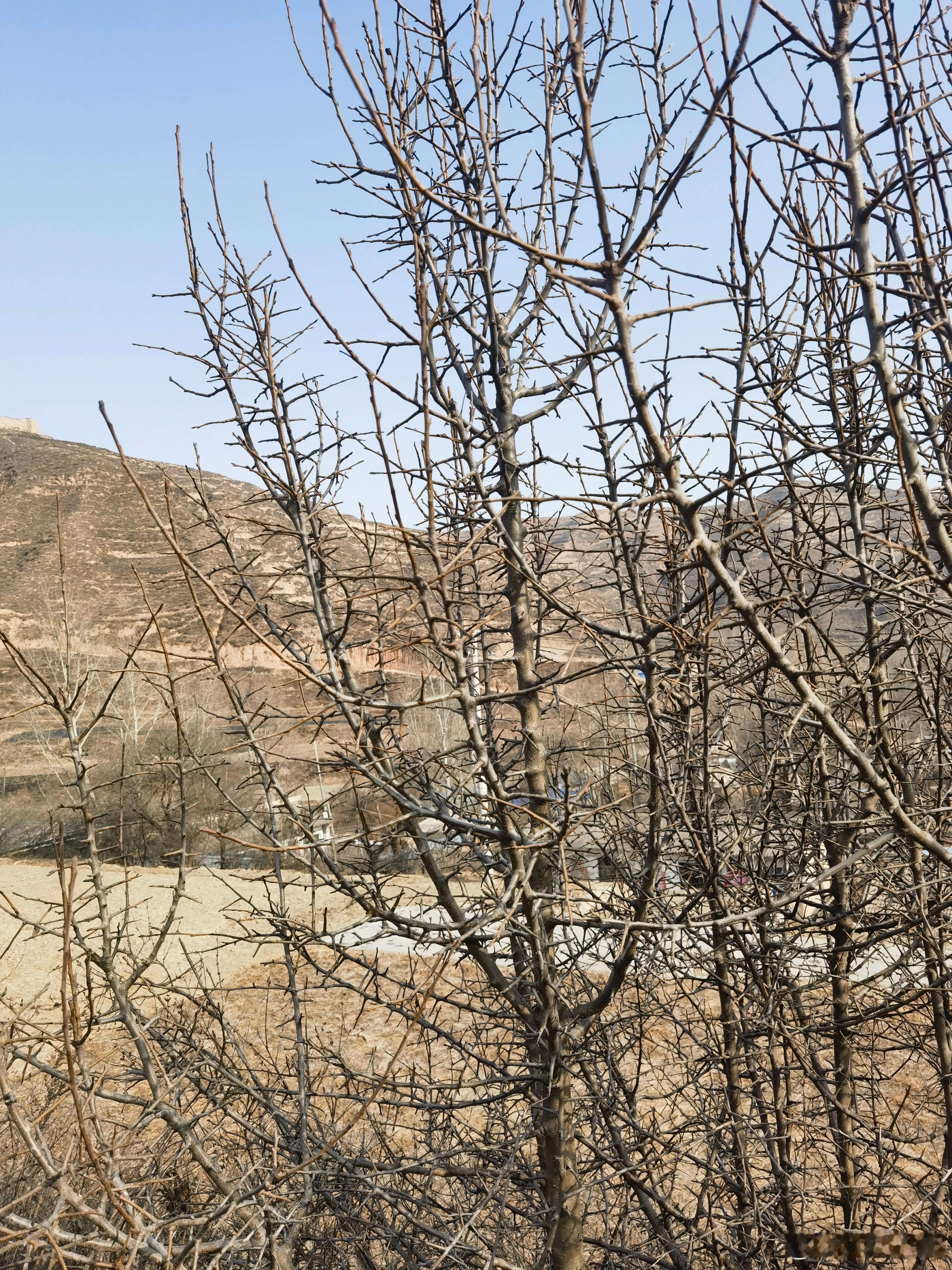 可能城市里待久了，来农村几天，感觉到处都是美丽的风景。抬眼望去，给人一种地阔天远