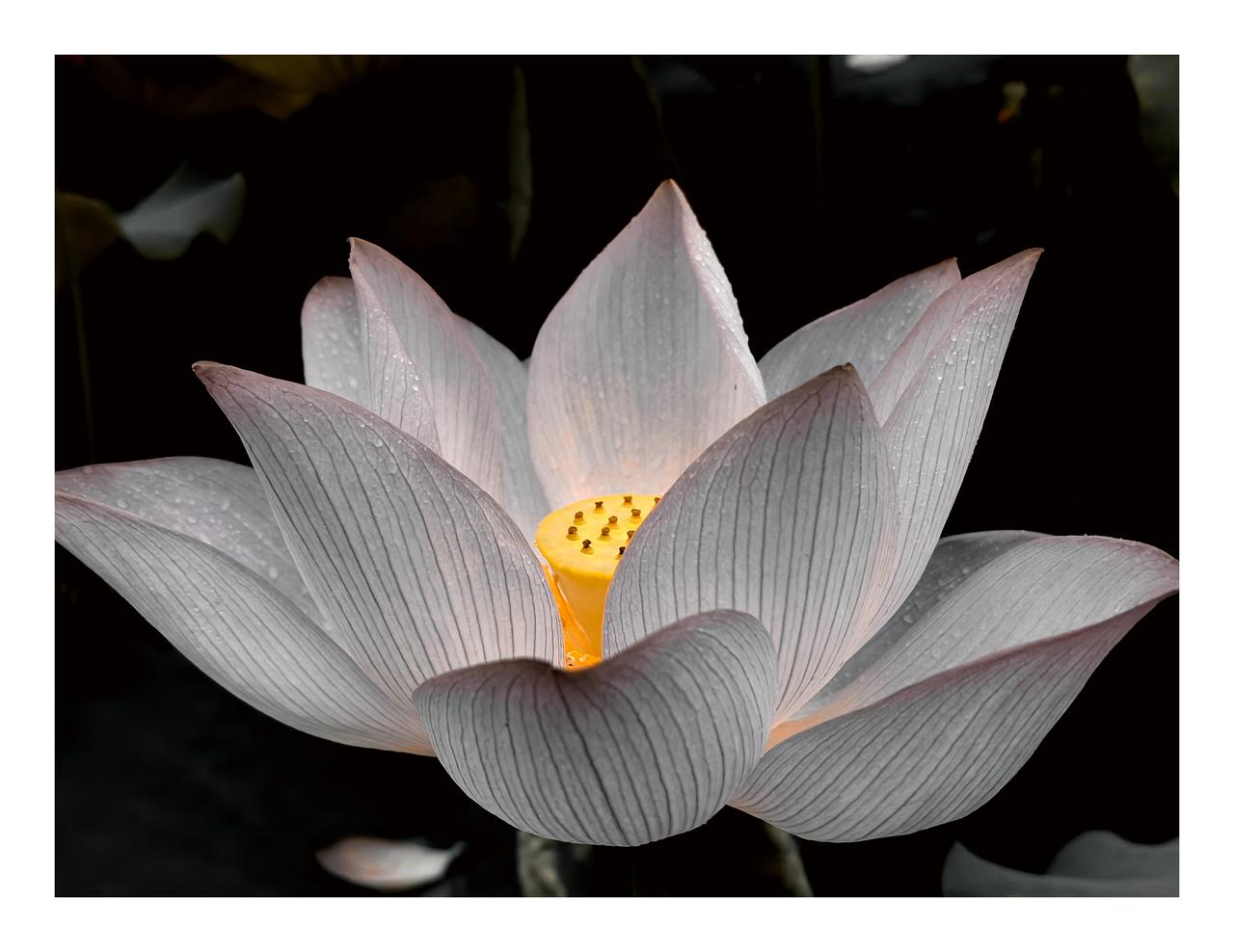 金荷美（五）