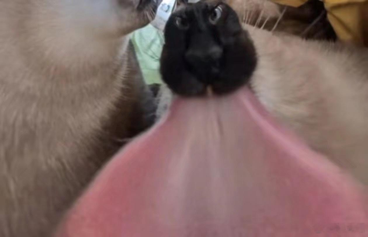 精心收集大舌头 