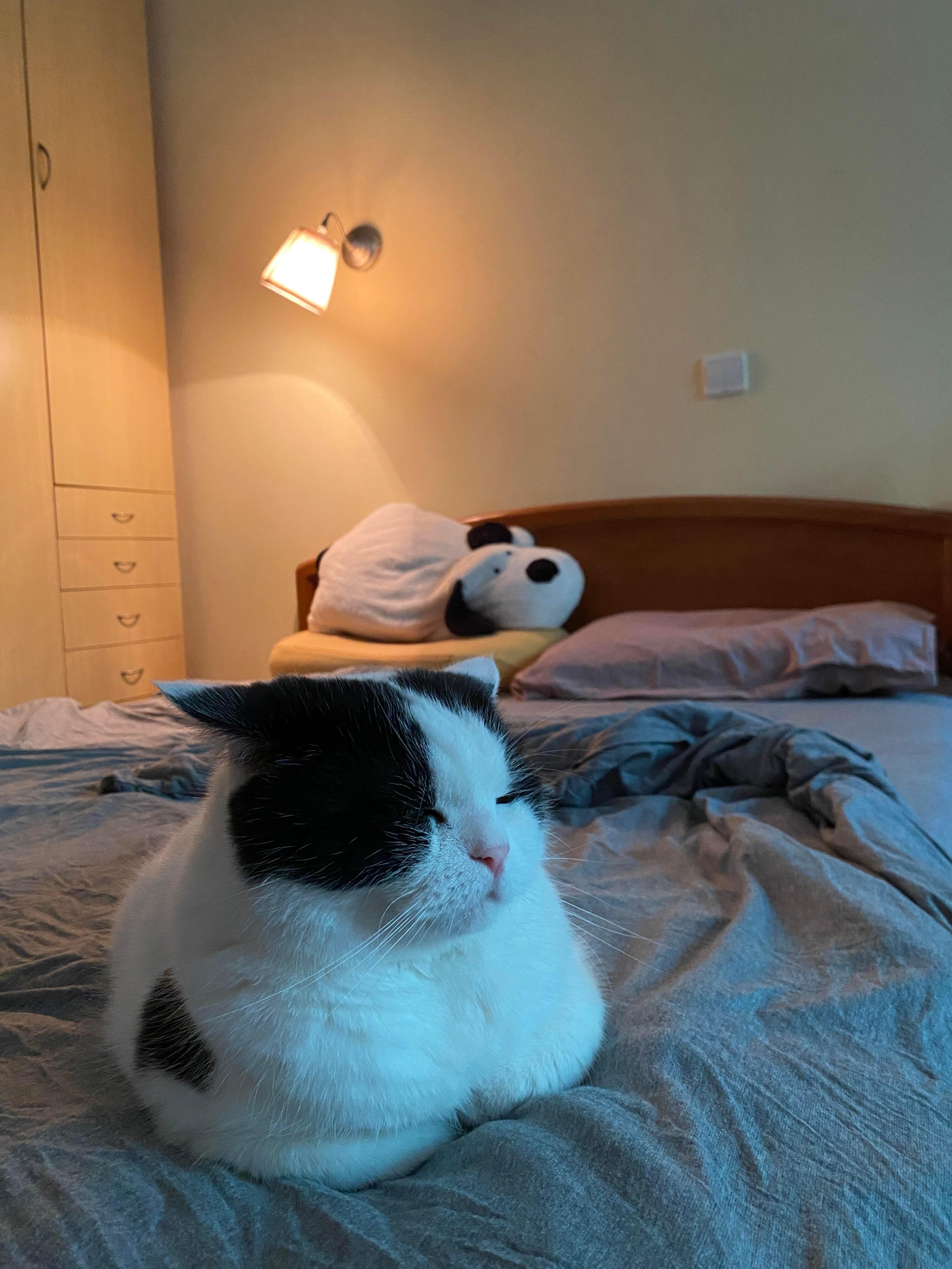 困困小猫这个萌 