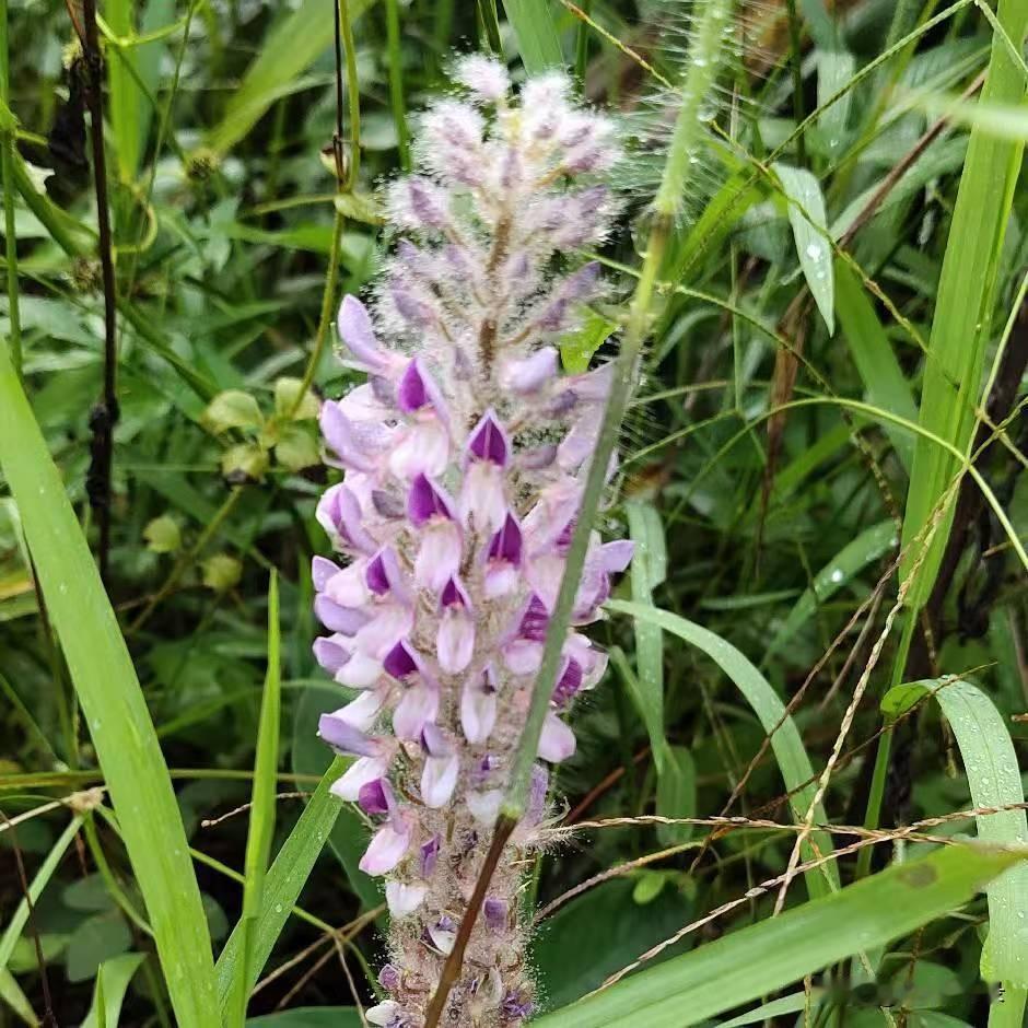 我的下联是：猥猥琐琐太猥琐。