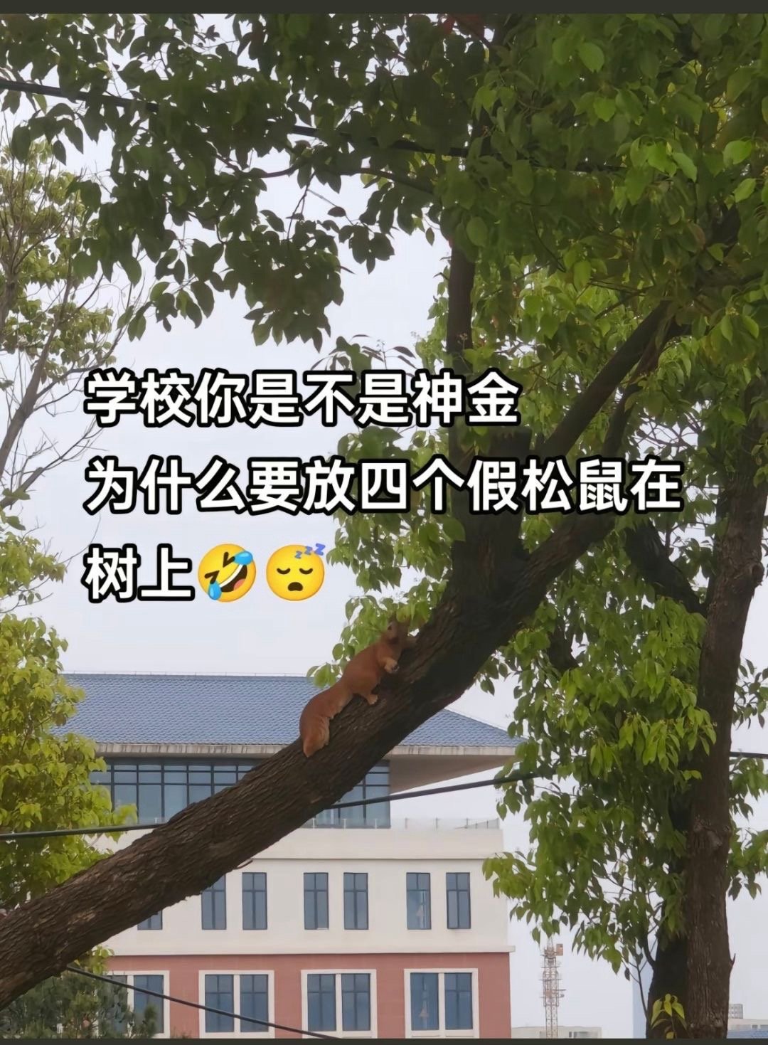 学校里一些奇奇怪怪的东西#我的春日狂欢日记# ​​​