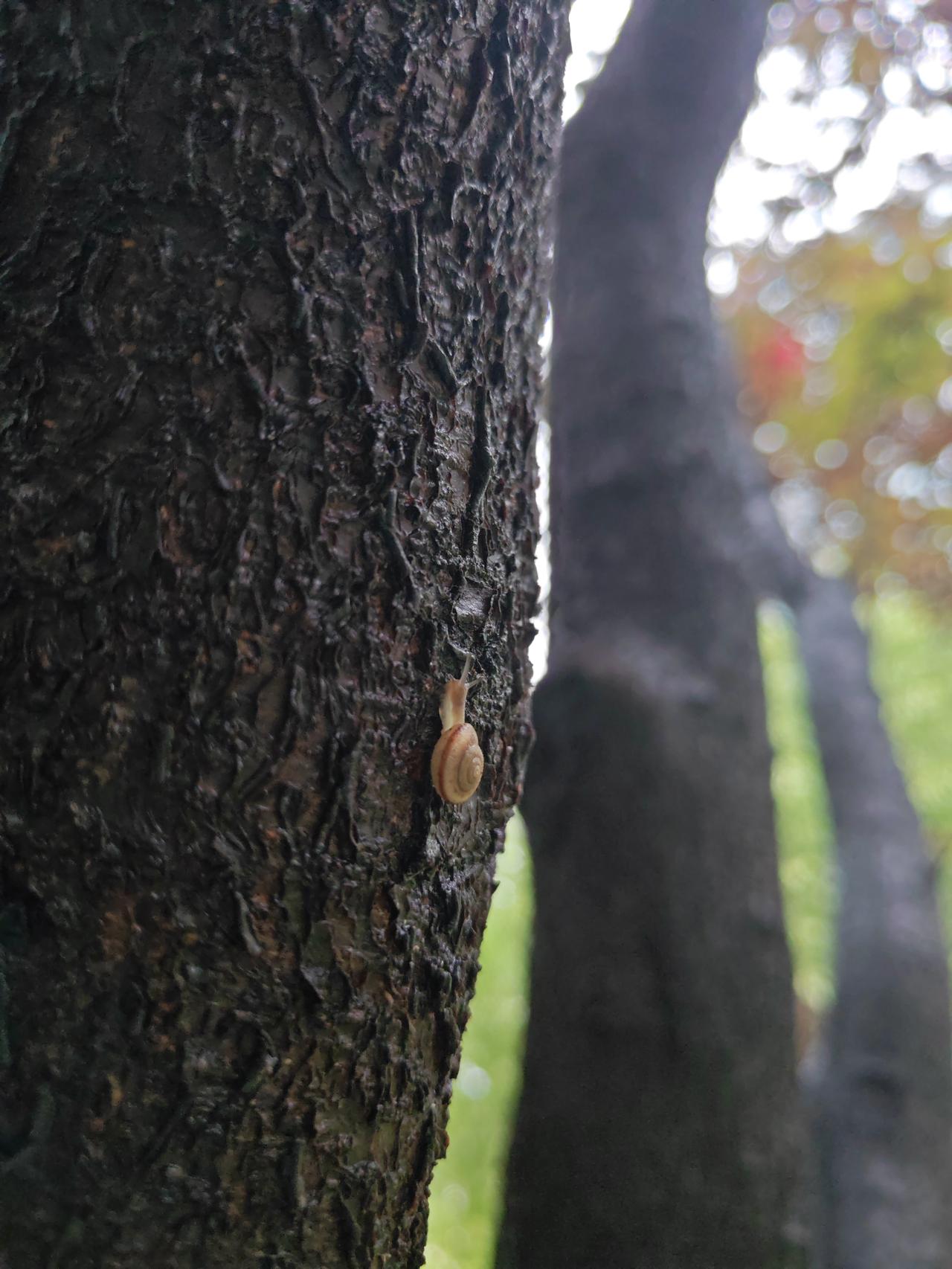 北京又下雨了，
跟着步履匆匆的人群走到单位。
无意中看到一棵树上有只蜗牛，正拖着