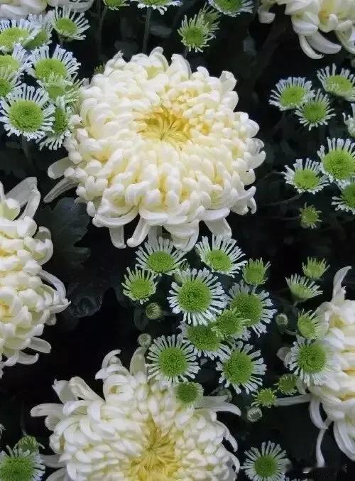 #记录我的2024# 
《大笑菊》
宋  史铸

晚节敷华性异常，黄冠白羽道家妆