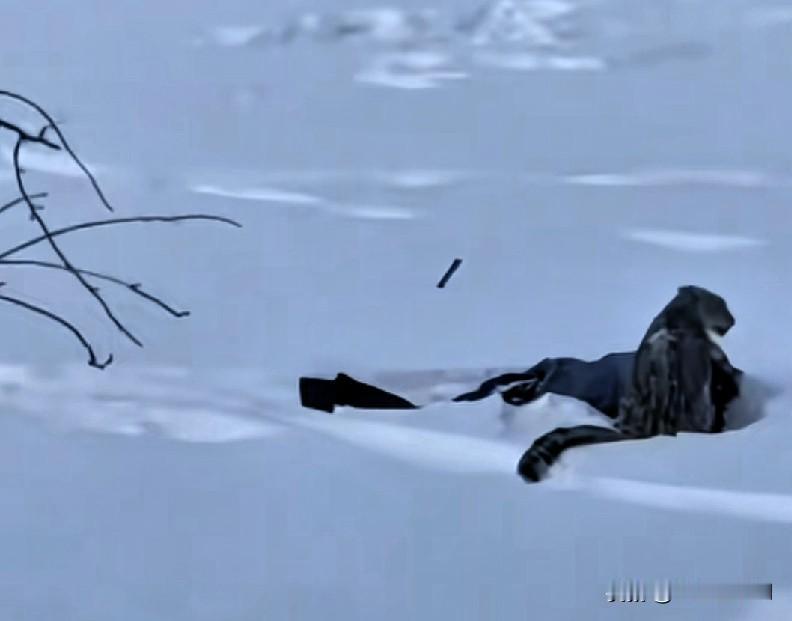 可可托海滑雪遭雪豹撕咬！
 
滑雪滑出生命危险，这事儿你敢信？！
 
1月23号