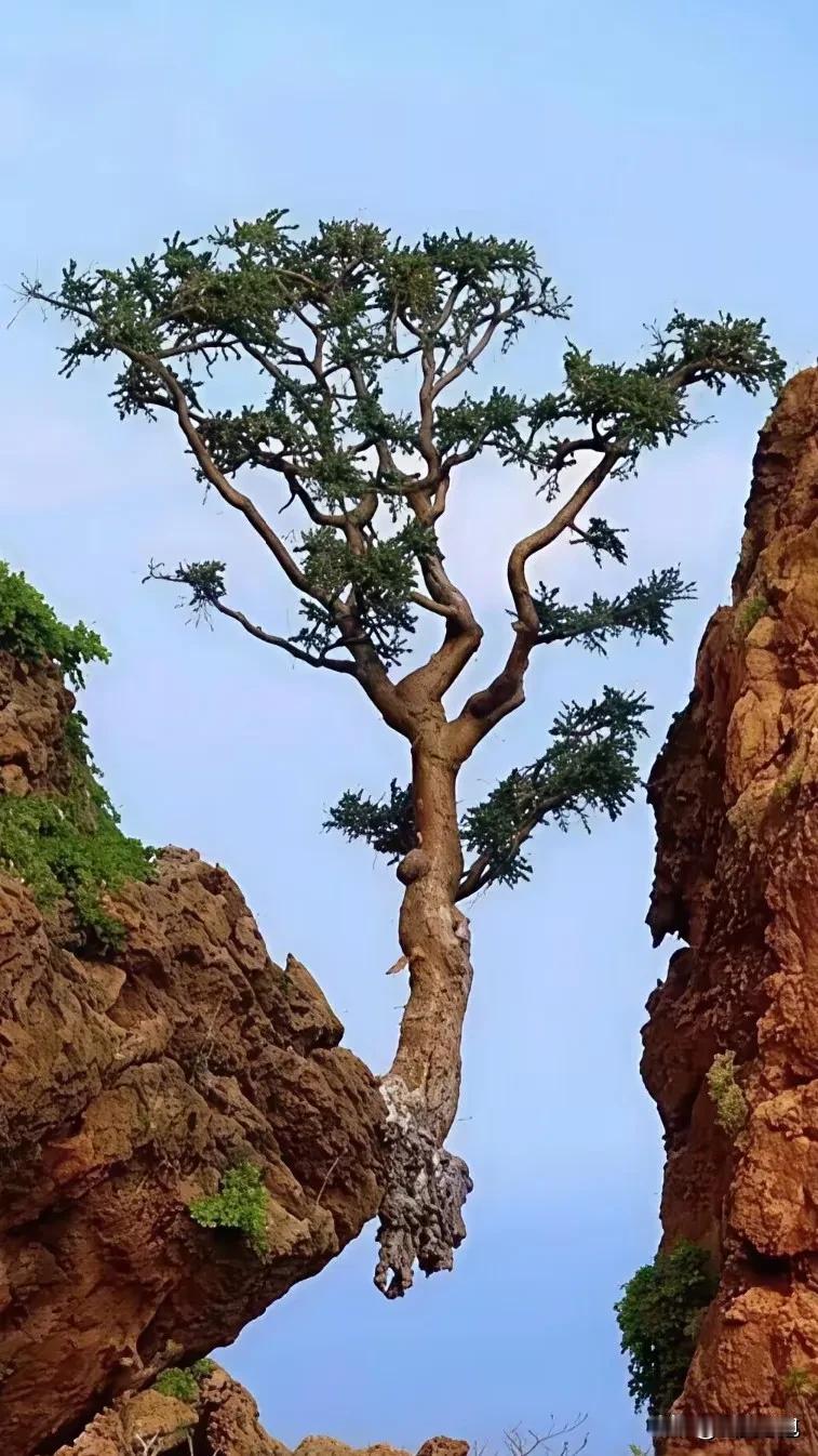现在有些年轻人三十多岁了，不婚不育，父母十分焦虑，可他(她)们若无其事，觉得单身