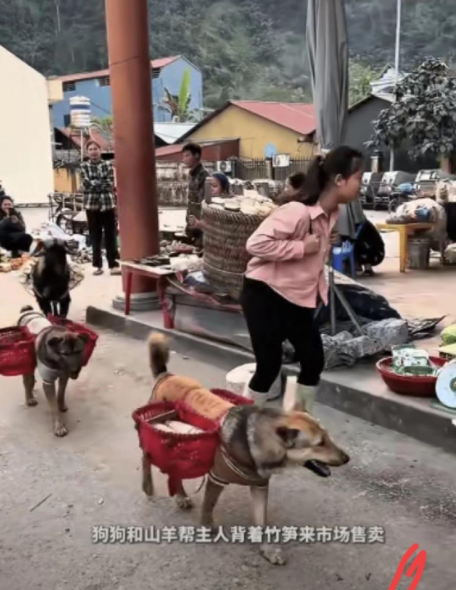 全家上阵背竹笋，最朴素的陪伴最治愈人心
 
山里女孩带着狗狗和山羊一起背笋卖货，