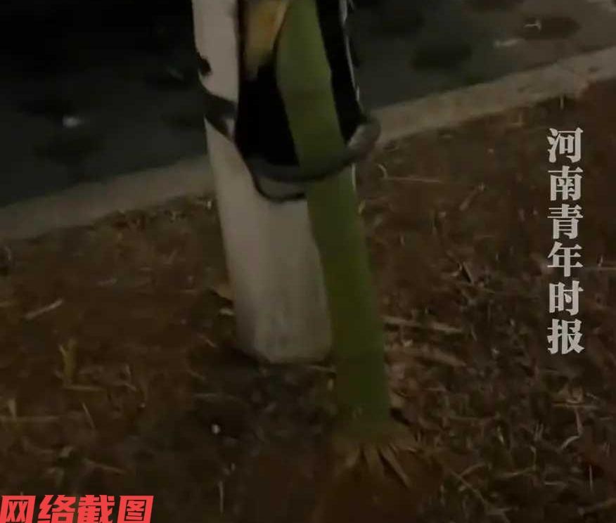 浙江绍兴有男子出门遛娃，看到一幕令他称奇的景象。

在男子眼前是一处路灯里竟然钻