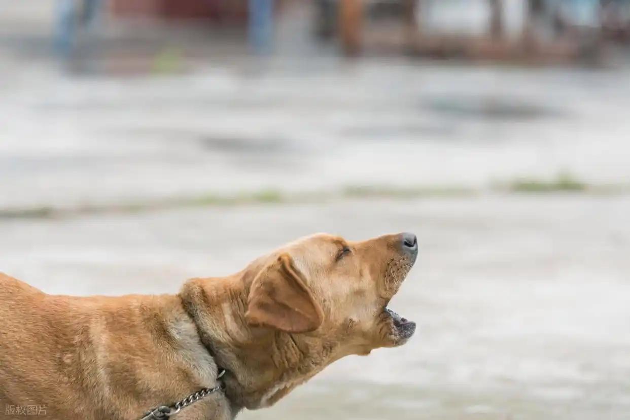 狗身上哪儿最不禁打？训犬师提醒：恶狗扑上来时，千万别抬脚去踹，这1踹反倒叫疯狗咬