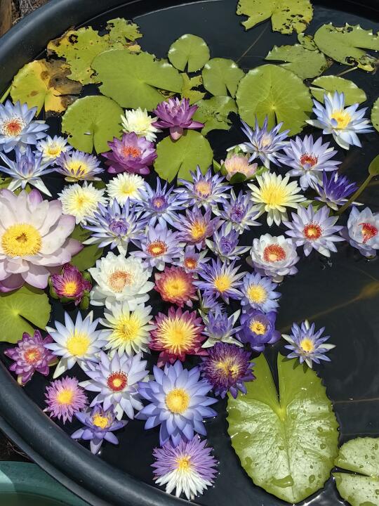 澳洲睡莲鲜切花