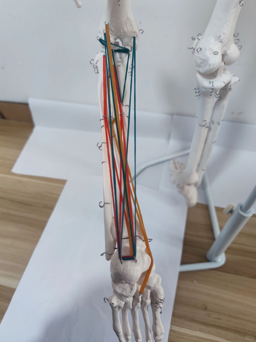 腘绳肌群