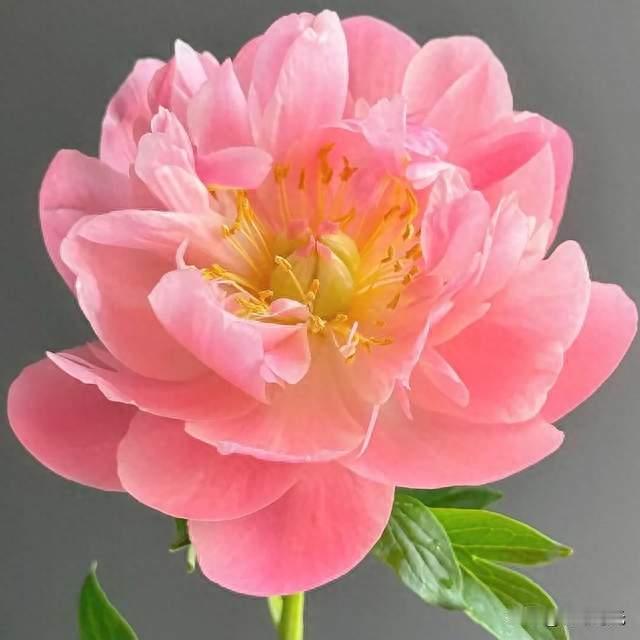 分享图片——2026成都国际车展～花中仙子，美轮美奂的芍药花