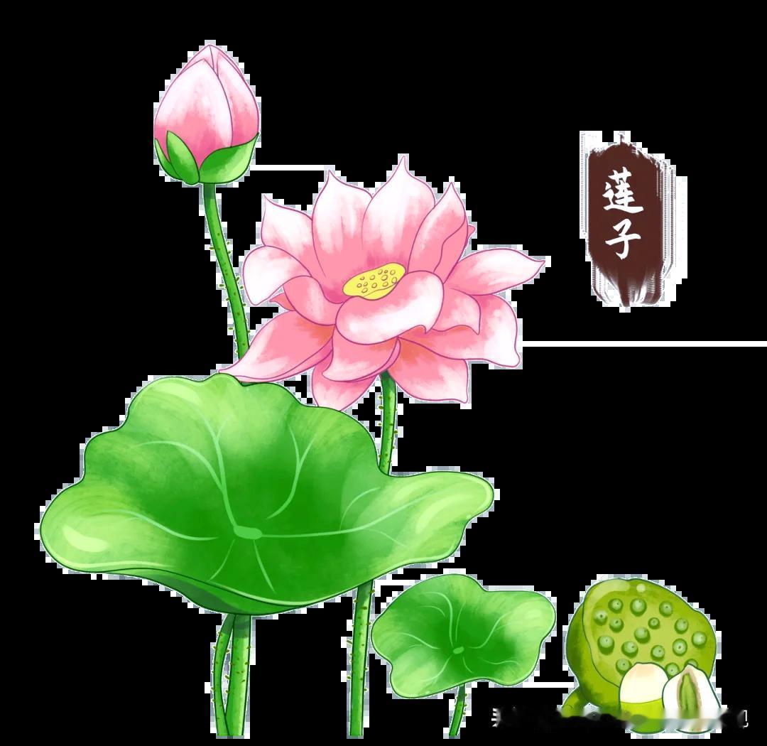 夏天一吃冰就胃痛？这个中成药，家家户户都应该备一瓶！

“雨锌姐姐，我快被折磨死