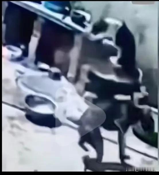狗狗二兄弟玩耍，不慎一只跳到煮开水的锅里，烫得它狂叫跳出，在地上满地打滚，叫声不