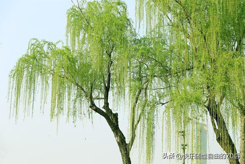 春日生活打卡季春天，是万物复苏的季节。阳光洒在嫩绿的叶子上，仿佛是青春的色彩，焕