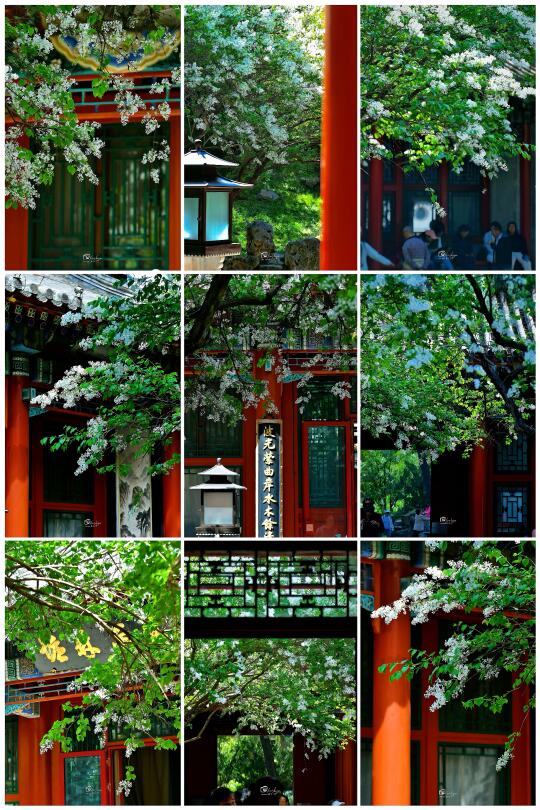 丁香花｜北海公园藏在画舫斋里的春色美景🍃