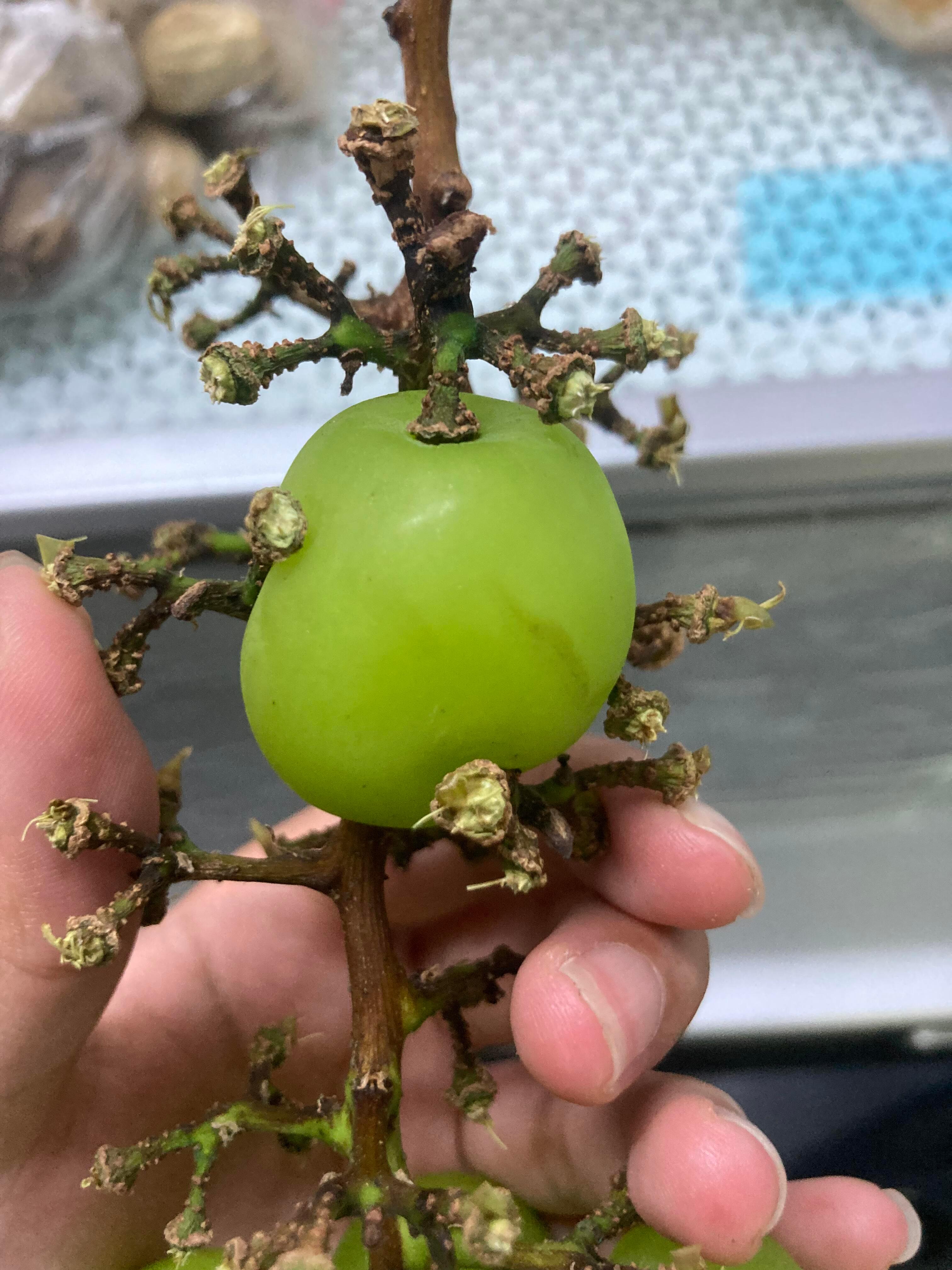 阳光玫瑰 没有葡萄味葡萄的生长痛，买了一串阳光葡萄，突然发现有一颗很难拔出来，好