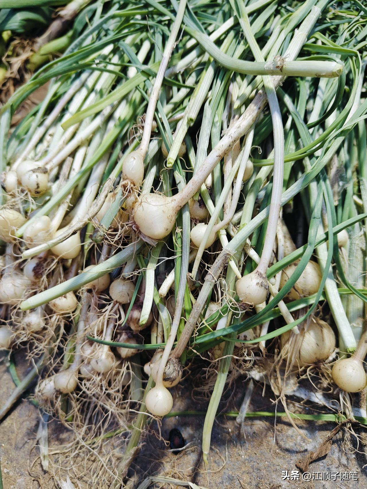我挖到的野葱太香了！
春天的湖北，朋友圈一半在赏花，一半在“挖地三尺”。别笑，这