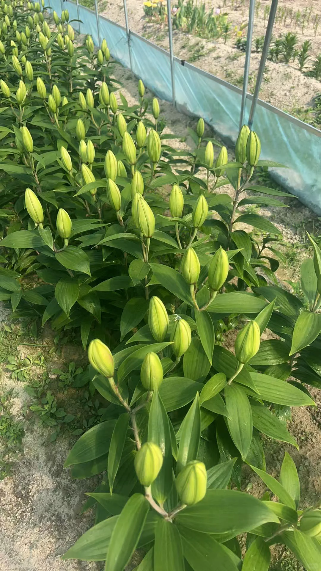鼓鼓囊囊的百合花苞