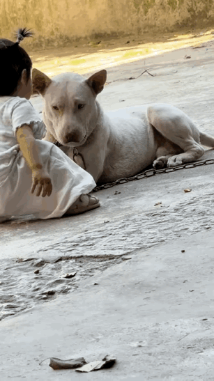 汪星人：这个真的不能凶，凶了之后后果很严重。