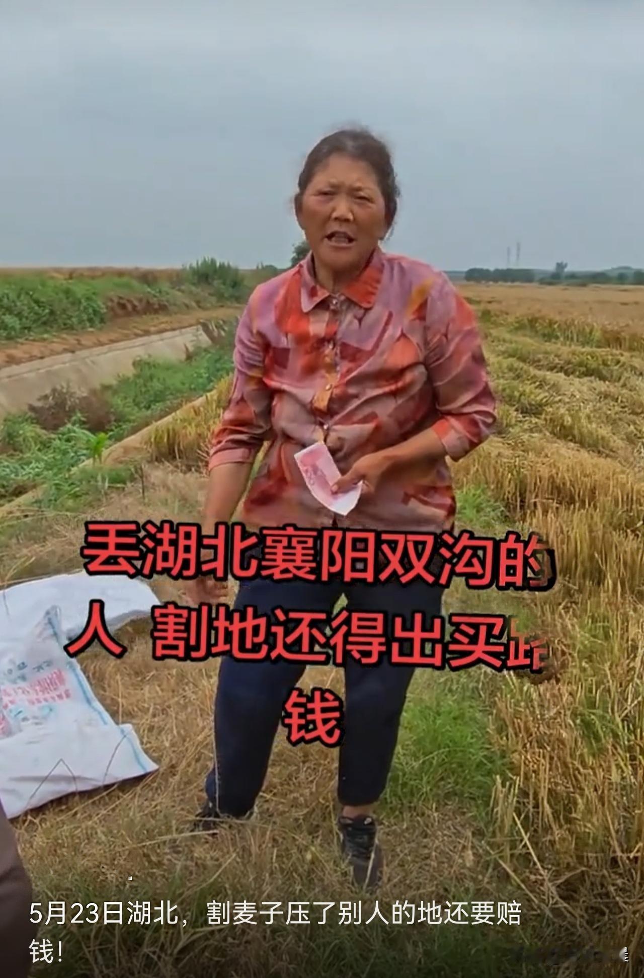 湖北襄阳双沟的这个老太太出名了，原因是她的邻居要收麦子，请的收割机到地方作业需要