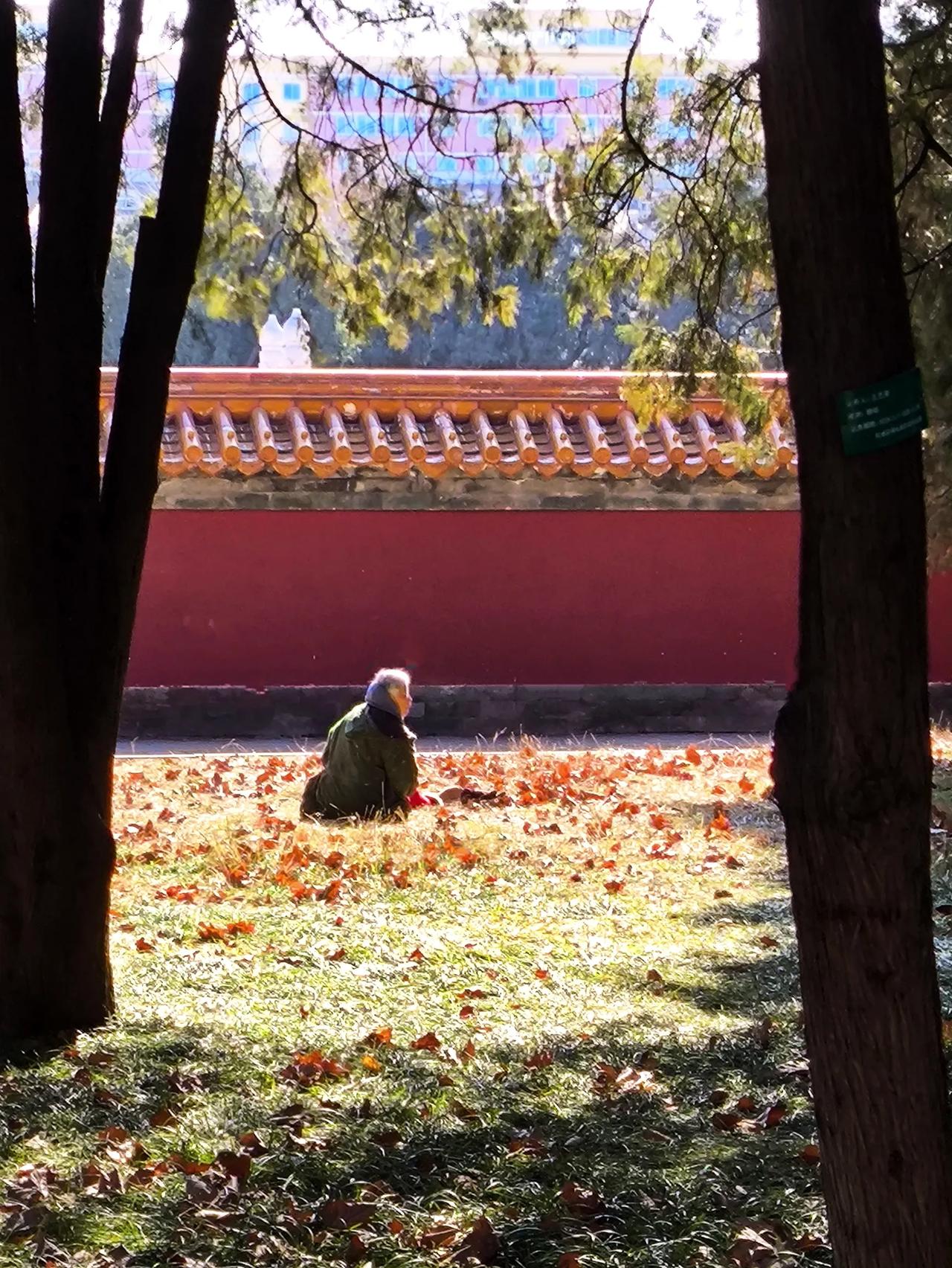 面对红色的坛墙，一位白头发苍苍的老太太，孤身一人，席地而坐。地面上到处都是干枯了