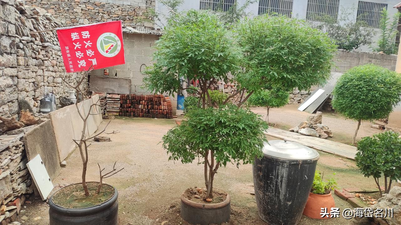黄荆载到这个小院子里，这么一修剪留成了小树了，这么一装扮，简陋的小院子还挺好养眼