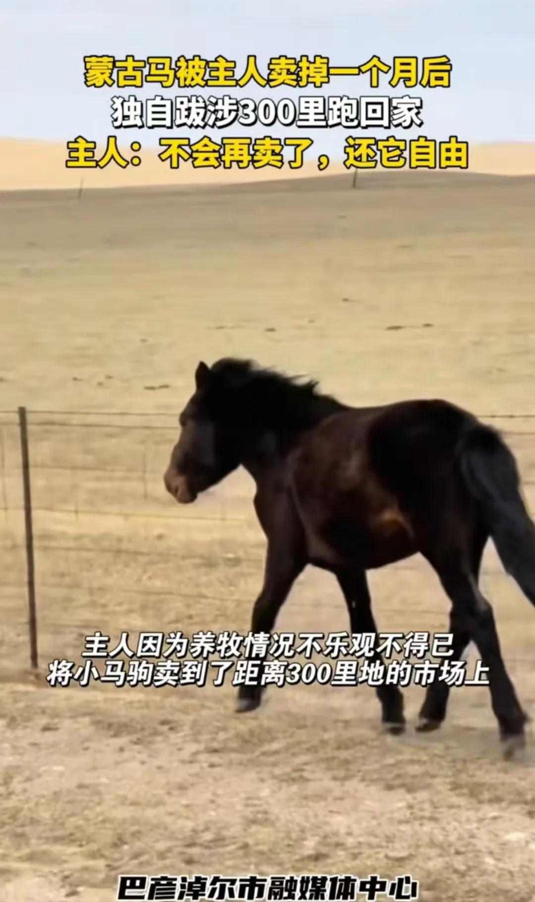 你敢信？蒙古马被主人卖掉一个月后，居然凭着记意和嗅觉，独自跋涉300公里跑回家！