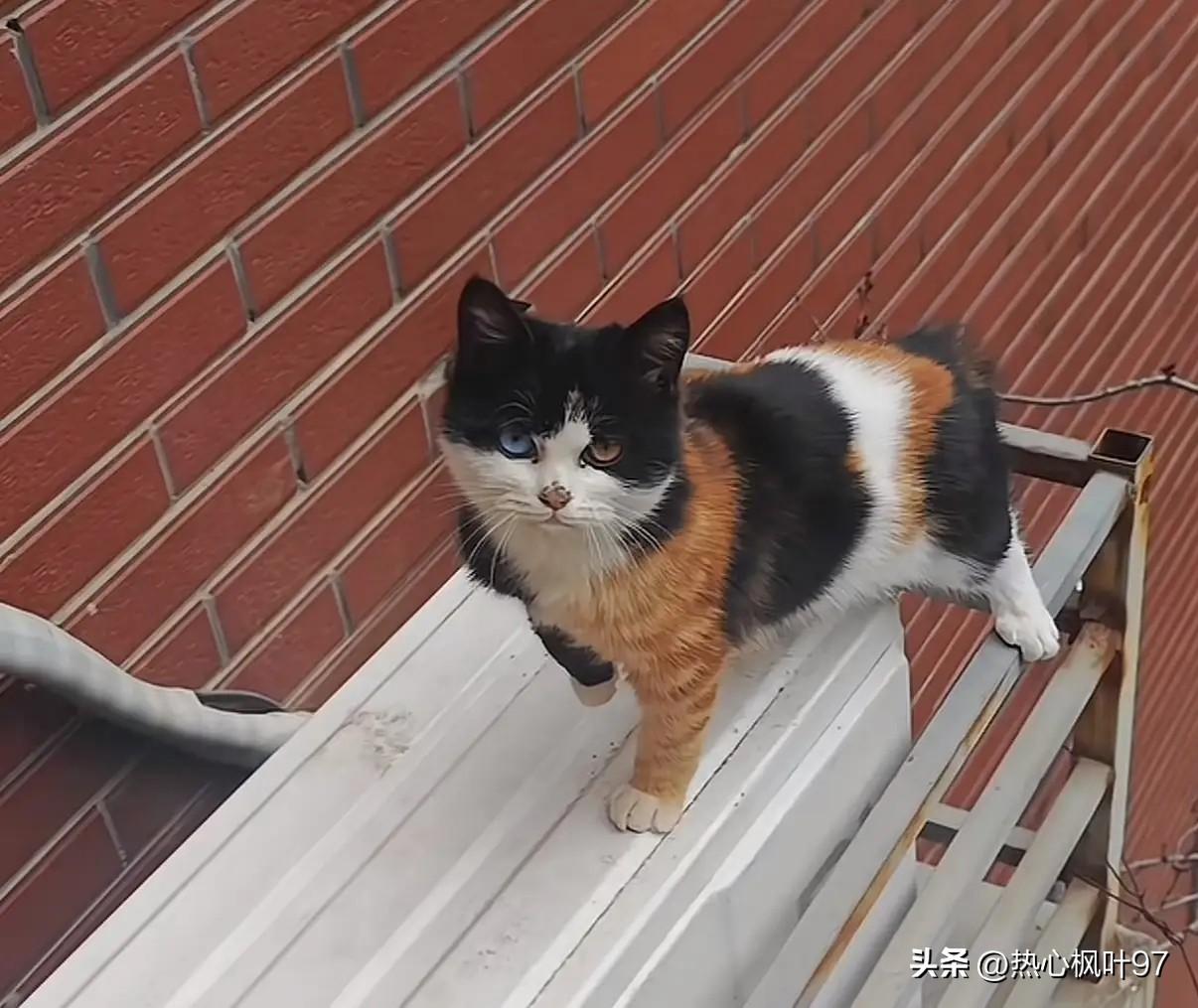 救命！这只顶配猫咪居然是流浪猫？颜值逆天太让人纠结
 
刷到一只神仙颜值的猫咪，