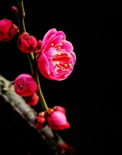 留春令 · 红梅

作者：高观国

玉妃春醉，夜寒吹堕，江南风月。一自情留馆娃宫