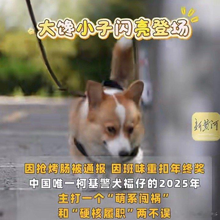 柯基警犬福仔爆红的这一年柯基老聪明了