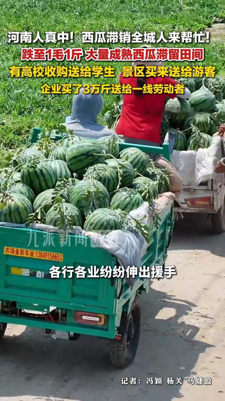 河南人真中！西瓜滞销全城人来帮忙！跌至1毛1斤，大量成熟西瓜滞留田间，有高校收购
