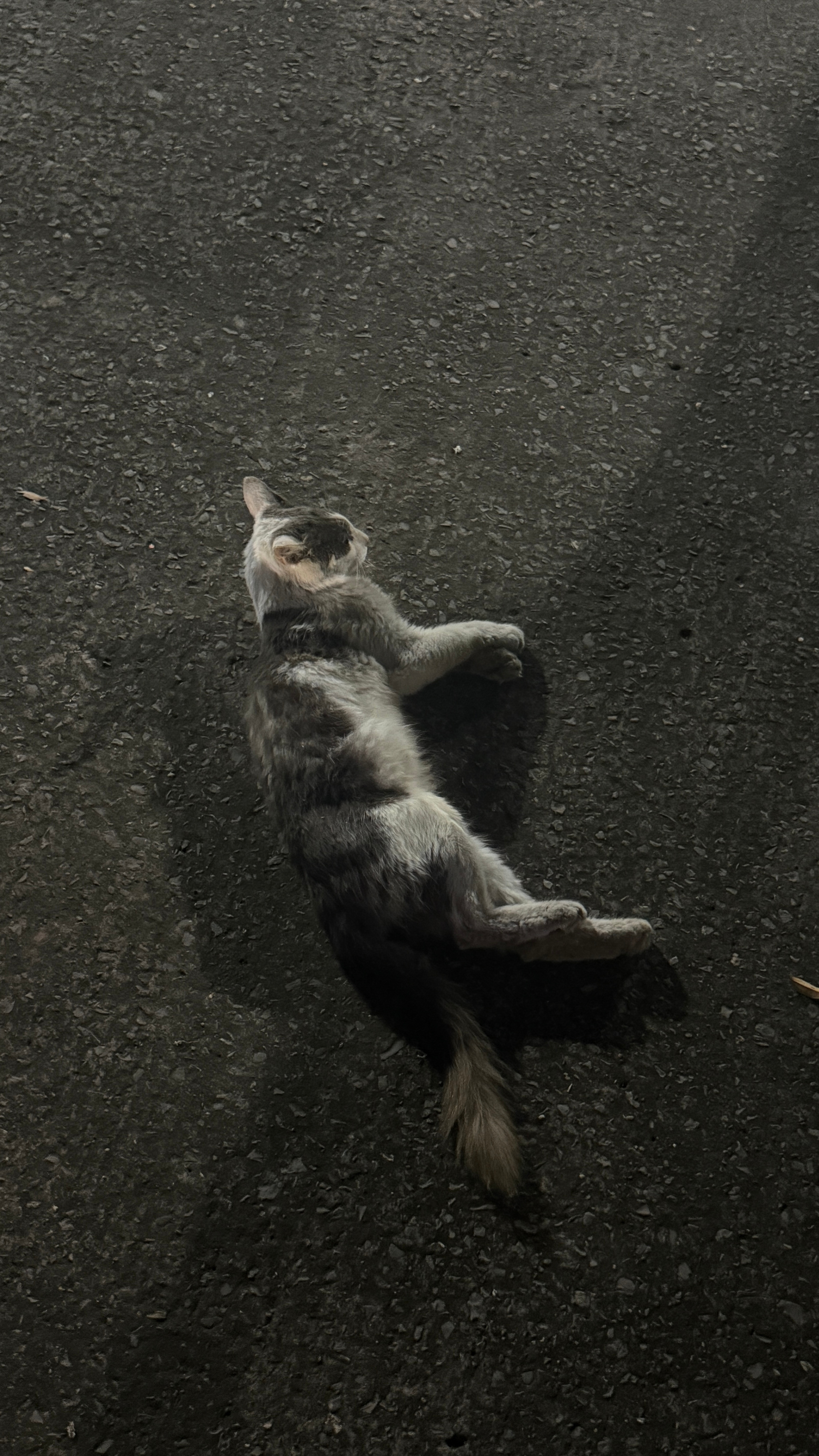 重庆的小猫咪也太松弛了吧 重庆·重庆江北国际机场T3A航站楼