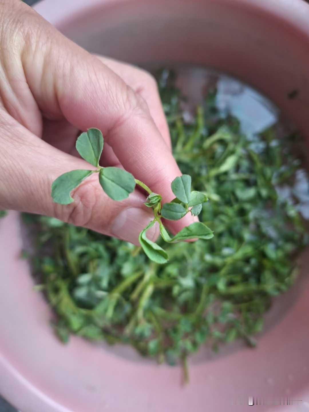 这东西叫苜蓿，西方叫三叶草。传说伊甸园里有，是四个叶片的，分别象征健康、爱情、荣