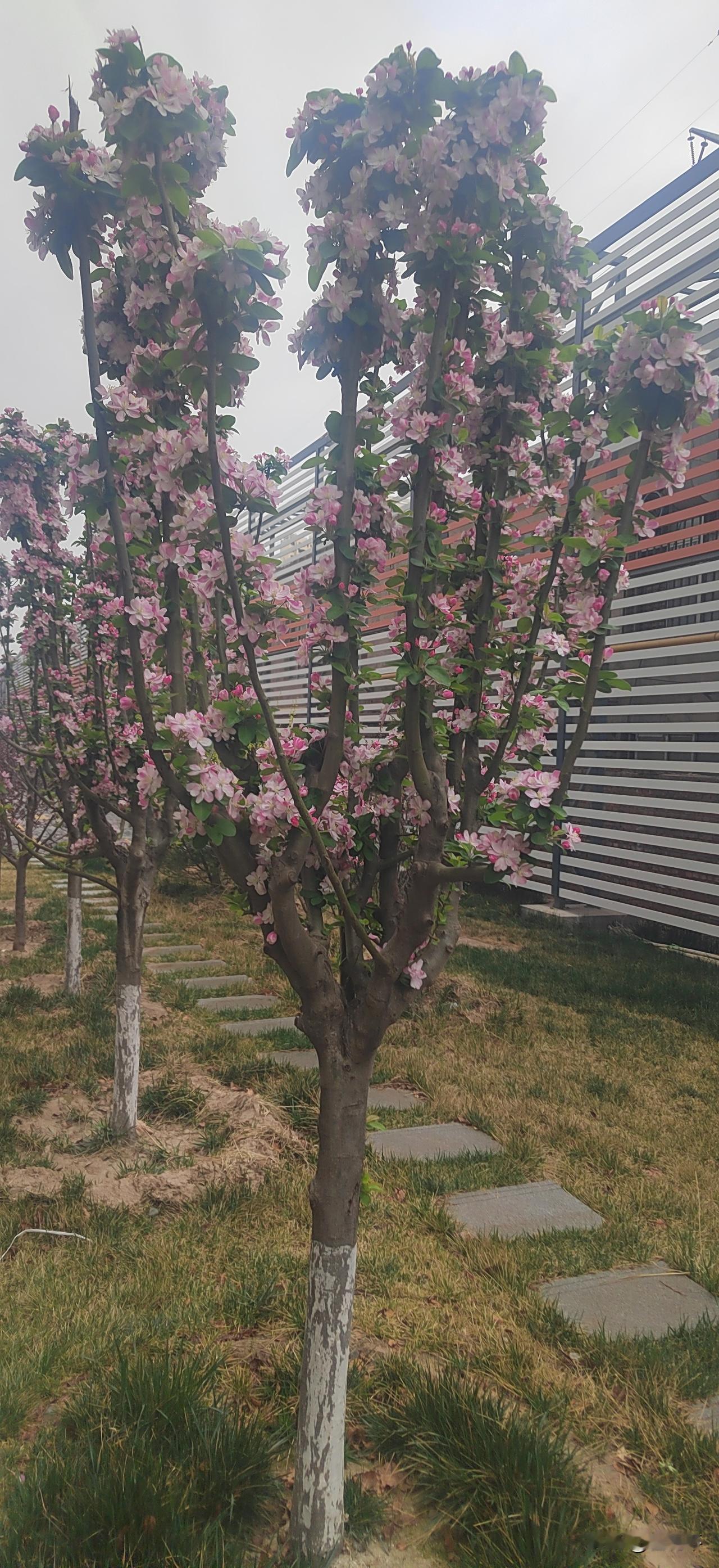 昨天上午发的微头条被头条平台处罚扣分了。
昨天上午发了一条介绍人类衰老的内容，处
