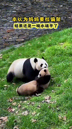 看完这段视频，能看出熊猫妈妈对待两个幼崽态度均等。两只小熊猫在一旁打闹玩耍，熊猫
