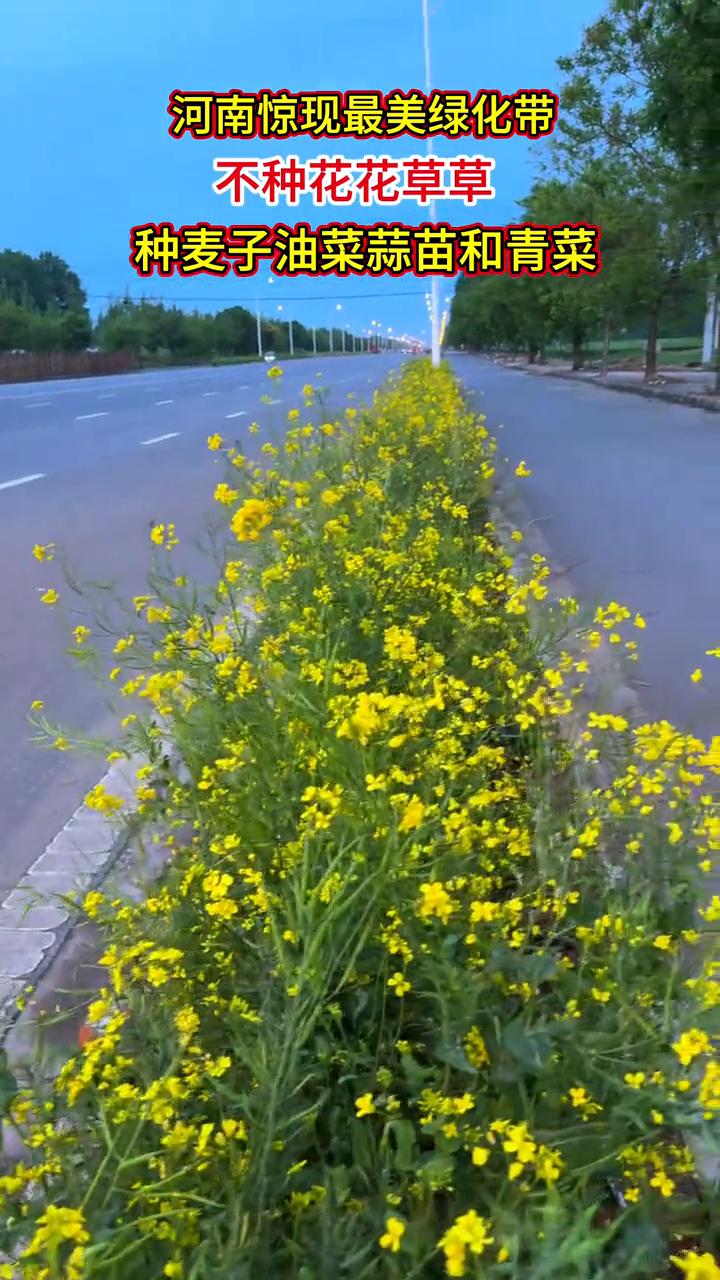 种麦子、油菜、蒜苗和青菜，河南惊现最美绿化带，不种花花草草。