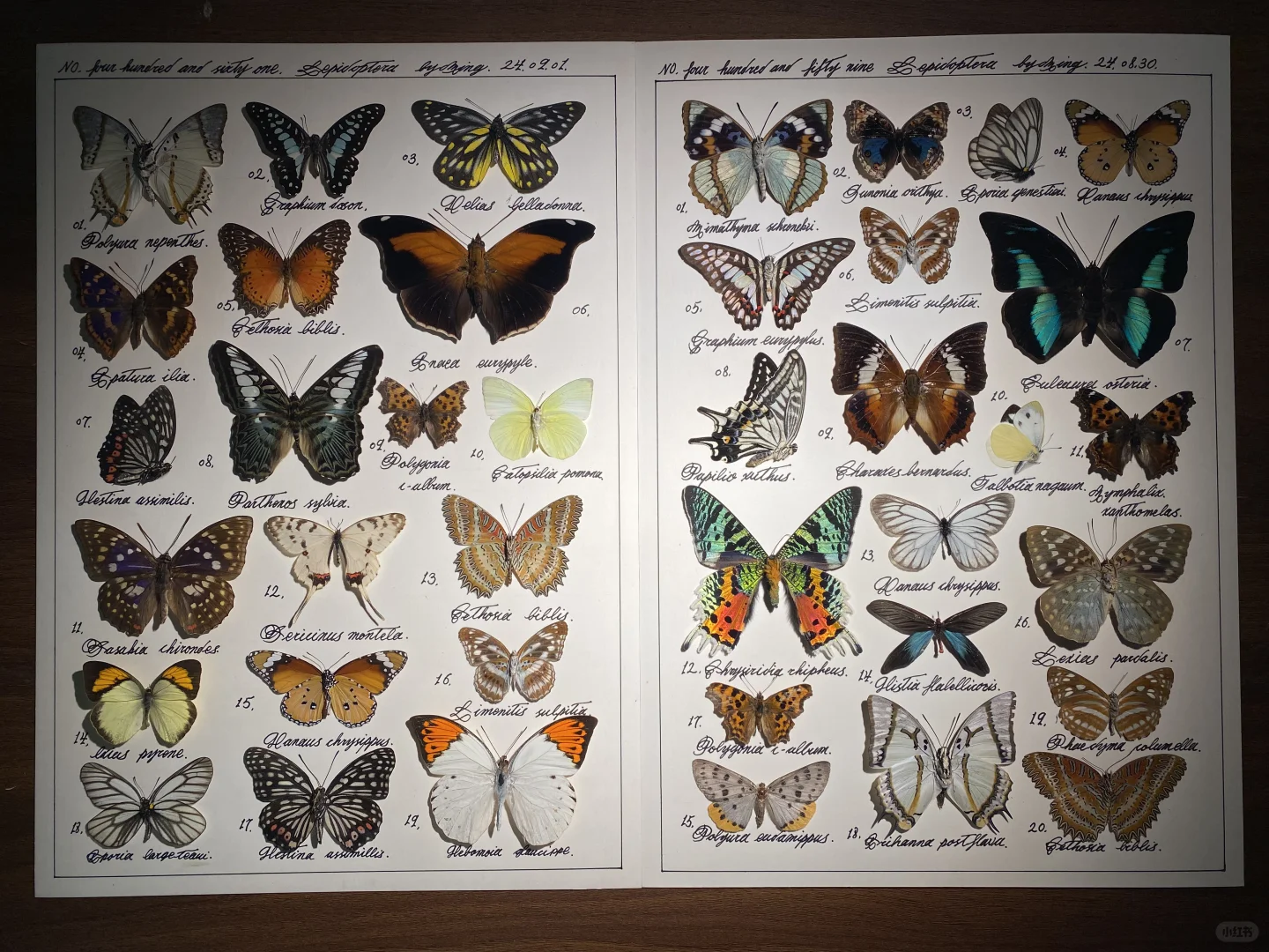 做了一晚上的标本，听了一晚上的德语音乐剧《莫扎特》。 现在去冲个澡、吃...