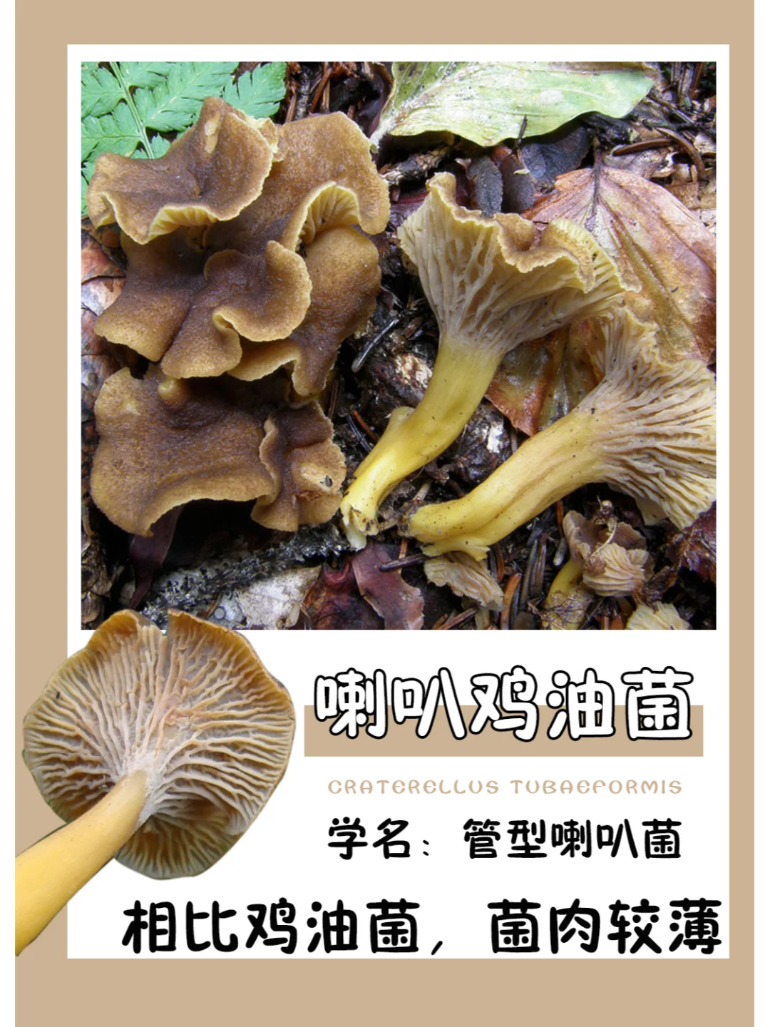 喇叭鸡油菌，另外一种可食的鸡油菌~