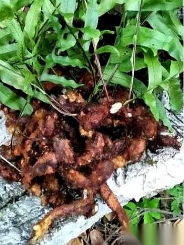 村里老人牙快掉光了，不去诊所，反倒上山刨一种烂木头根，天天煮水喝。
那木头有个土